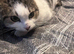 Gorgeous Female mix breed Tabby