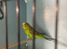 Pair of Green Budgies - Cock & Hen