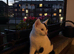 Black and White British Shorthair 6 months