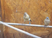 Mixed canaries