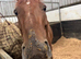 15.3hh Irish gelding