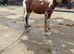 Part Welsh bred x palomino