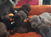 Puppies for sale