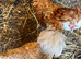 Padovana & Silkie x