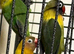 Baby black Masked lovebirds