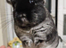 Beautiful Black Velvet Chinchilla girl