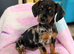 Dachshund X Jack puppies.