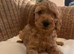 Red & golden cockapoo puppies