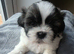 4 Girls and 2 Boys Available Dalmellington Ayr (Scotland)