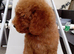 Miniature Boy Labradoodle Puppies &ndash; Ready to Leave
