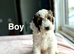 Gracie beautiful litter of cockapoo puppies now ready
