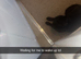 Black and white cat