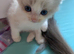 Ragdoll boy