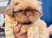 Stunning liver small Shih Tzu boy puppy