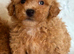 Maltipoo puppies small toy Maltese x toy poodle red apricot dog puppy