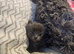 Domestic kittens