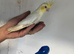 Young cocktail