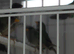 Forbes parrot finches