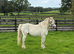 small companion pony
