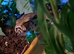 male boa and 5ft bioactive setup