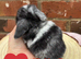 Pure bred pedigreed baby mini lops