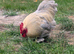 2 roosters free to good home.