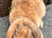 Mini Plush Lops. Hypoallergenic fur.
