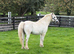 small companion pony