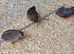 3 Hens and 1 Cock Chinese Quails