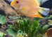 Happy To Rehome Any Tropical Fish