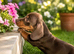 mini dachushund 3 males