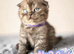 Reduced Price for Full Pedigree Kittens