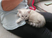 4 GCCF Registered British Shorthair Kittens For Sale