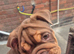 British bull dog