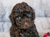 Gorgeous KC REG chocolate toy poodle pups