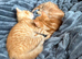 3 ginger kittens for sale