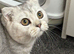 Scottish fold girl 7 months
