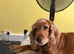 Cocker spaniel