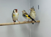 Siberian goldfinch