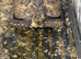Three large leopard tortoises