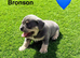 5 beautiful fluffy carrying puppies ready to go now
