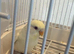 Semi tame Baby budgies available