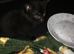 British shorthair x (only 2 kittens available)