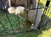 Mini lop baby’s ready now
