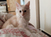 Ready Now- Full Male Maine Coon