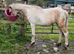 Very pretty coloured filly