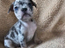 French bulldog puppies