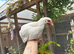Mix of Orpington, Brahma and some bantams