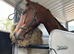 17.1 bay gelding