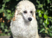 Show quality KC REGISTERED TOY POODLES